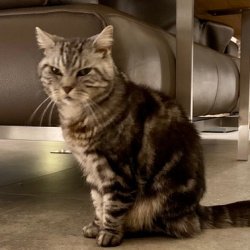 Katze Hamiro in Unkel vermisst 