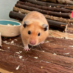 Hamster Victor