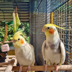 Vogel Polly und Pako