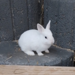 Kaninchen Stella