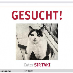 Katze Sir Taki in Linz vermisst