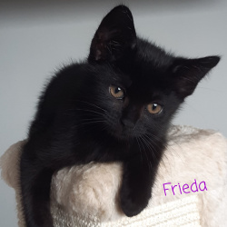 Katze Frieda