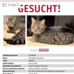 Katze Diego in Rheinbach vermisst 