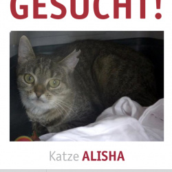 Katze Alisha in Niederdürenbach vermisst 