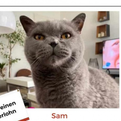 Katze Sam in Grafschaft Niederich vermisst 