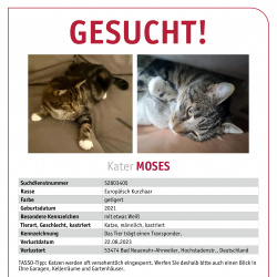 Katze Moses vermisst in Bad Neuenahr-Ahrweiler