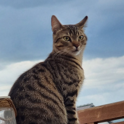 Katze Milo in Sinzig vermisst 