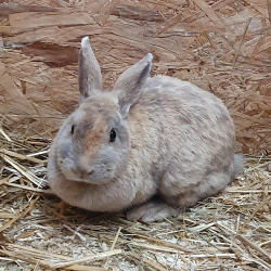 Kaninchen Leia
