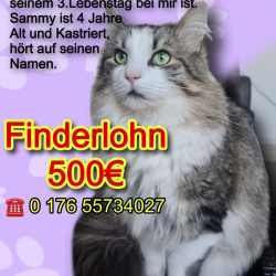 Katze Sammy aus Höhr-Grenzhausen