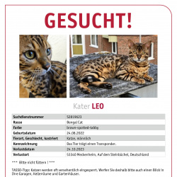 Katze Leo vermisst in Meckenheim