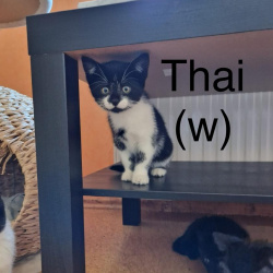 Katze Thai