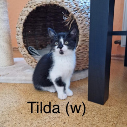 Katze Tilda