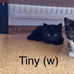 Katze Tiny M.