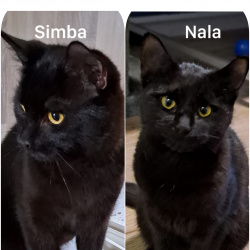 Katze Simba (m) + Nala (w)