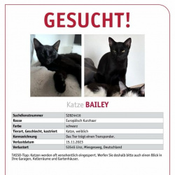Katze Katze Bailey in Linz vermisst