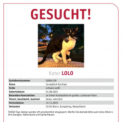 Katze Lolo vermisst in Bonn
