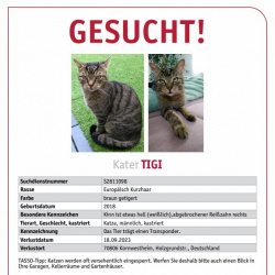Katze Kater Tigi vermisst in Kornwestheim