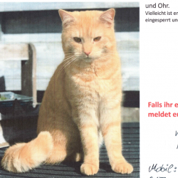 Katze Kater vermisst in Koblenz