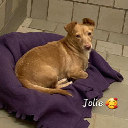 Hund Jolie