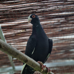 Vogel Esmeralda