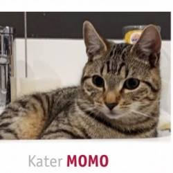 Katze Momo vermisst in Spessart