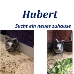Kaninchen Hubert