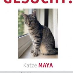 Katze Maya vermisst in Bonn-Rüngsdorf