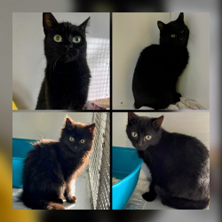 Profilbild von 4 Fundkatzen aus Wallers
