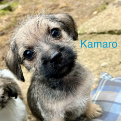 Hund Kamaro