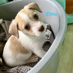 Hund Elmo