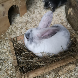 Kaninchen Bella
