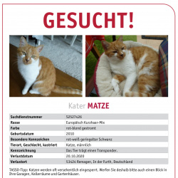 Katze Matze vermisst in Remagen  