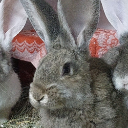 Kaninchen Brummer
