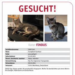 Katze Findus wird in Wachtberg vermisst 