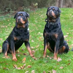 Hund Nero & Zeus