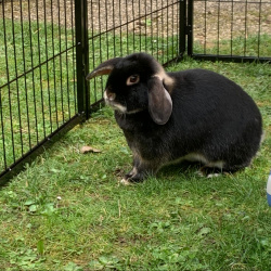 Kaninchen Bobbi