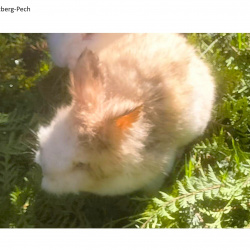 Kaninchen Snowie vermisst in Wachtberg-Pech