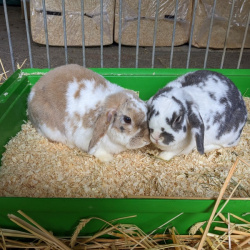 Kaninchen Ringel und Söckchen