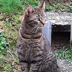 Katze Kater Milo vermisst in Meckenheim