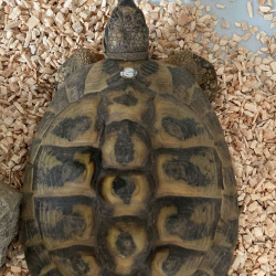 Schildkröte Schildkröte (Fundtier Ailertchen)
