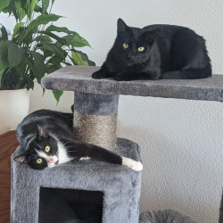 Katze Yuki & Rocky